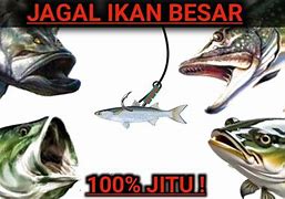 Mancing Ikan Besar Togel